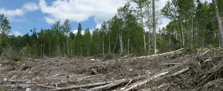 Kimberly-Clark and Kleenex implicated destruction of ancient forests
